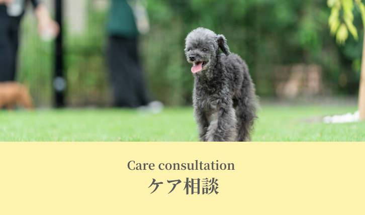 Care consultation（ケア相談））